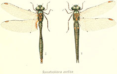 Somatochlora arctica