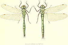 Somatochlora metallica