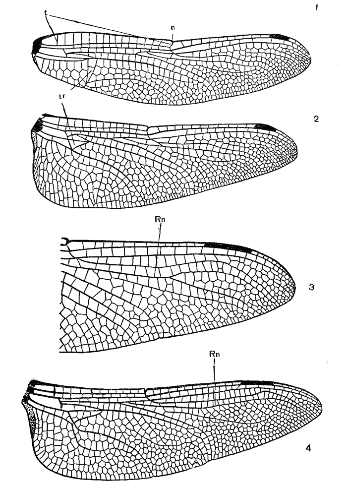 Оборудования для исследования строения крыла бабочки. Крылья Стрекозы. Крылья насекомых. Структура крыла Стрекозы. Сетчатые Крылья.