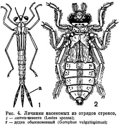 Личинка стрекозы буквы