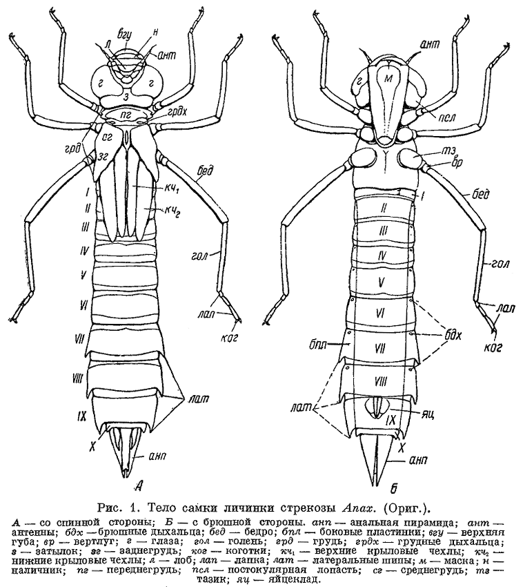 тело самки личинки стрекозы