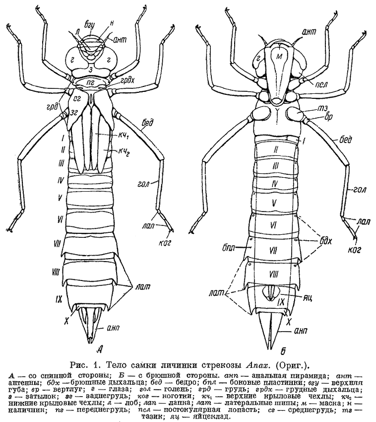 Аскарида личинка стрекозы. Дыхательная система личинки Стрекозы. Имагообразная личинка Стрекозы. Личинка Стрекозы Лютки. Личинка Стрекозы типа Лютки.