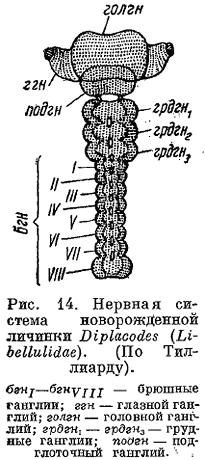 Личинка стрекозы буквы