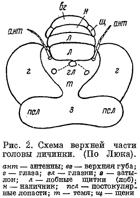 схема верхней части головы личинки