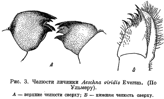 челюсти личинки aeshna viridis