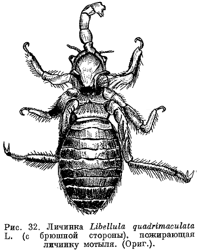 libellula quadrimaculata
