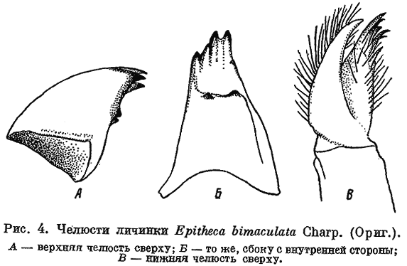 челюсти личинки epitheca bimaculata