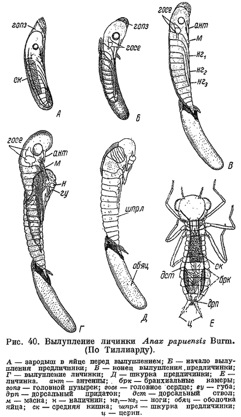 Аскарида личинка стрекозы. Личинка Лютки схема. Стрекоза личинка развитие. Цикл развития личинки Стрекозы. Стадии развития личинки Стрекозы.