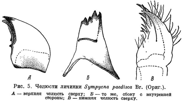 челюсти личинки sympycna paedisca