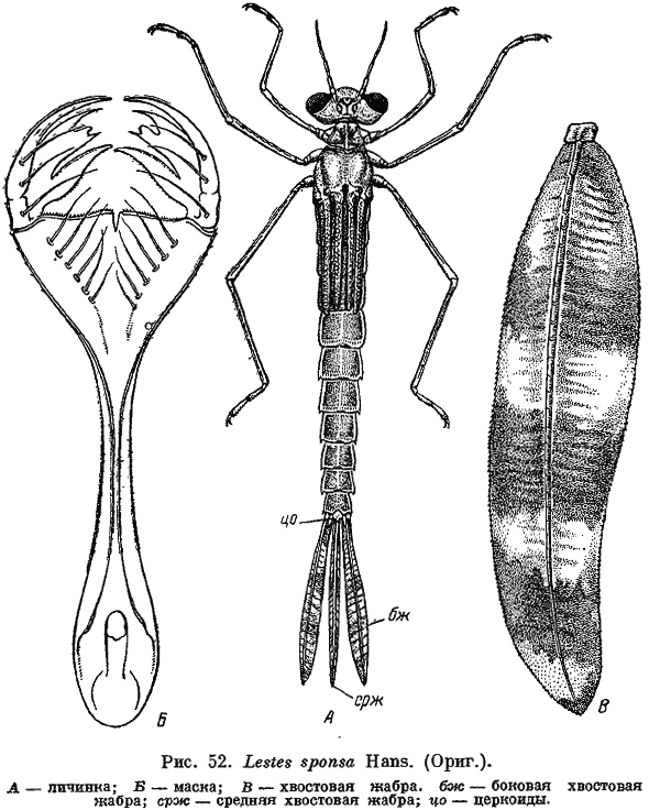 Lestes Sponsa личинка. Личинка Стрекозы Лютки. Личинка Стрекозы типа Лютки. Личинка Стрекозы коромысла. Аскарида личинка стрекозы