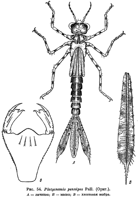 Личинка Стрекозы коромысла. Platycnemis pennipes личинка. Имагообразная личинка Стрекозы. Odonata личинки. Аскарида личинка стрекозы