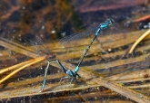 Coenagrion glaciale  