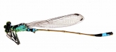  Ischnura aralensis