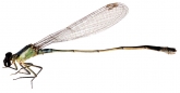  Ischnura aralensis 