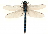 Aeshna crenata