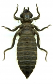 Gomphus vulgatissimus