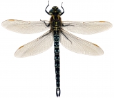 Brachytron pratense, 