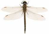 Aeshna juncea