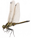 Orthetrum cancellatum,  