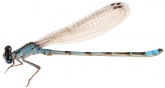 Enallagma cyathigerum