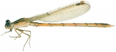 Sympecma paedisca, 