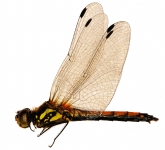 Sympetrum danae