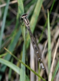 Enallagma cyathigerum, 