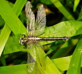 Gomphus vulgatissimus, �����