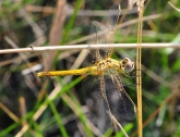 Sympetrum fonscolombii