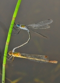 Lestes sponsa