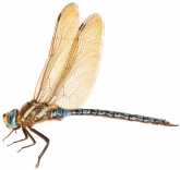 Aeshna serrata