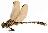 Onychogomphus forcipatus