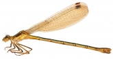 Lestes dryas, 