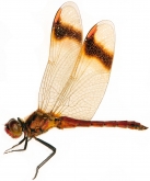Sympetrum pedemontanum
