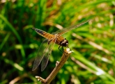 Libellula quadrimaculata