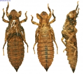 Ophiogomphus cecilia
