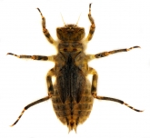  Libellula depressa