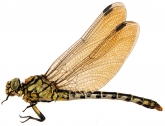 Onychogomphus forcipatus