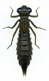 Aeshna crenata, 