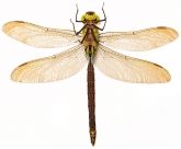 Aeshna viridis  