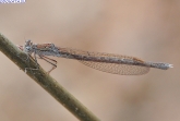  Sympecma paedisca