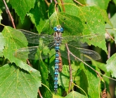 Aeshna serrata 