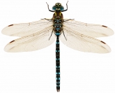 Aeshna juncea