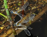 Lestes sponsa
