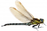 Brachytron pratense,  