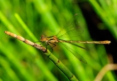 Lestes sponsa