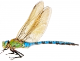Anax imperator,  