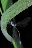 Lestes sponsa