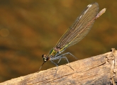 Calopteryx virgo, 