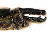 Cordulia aenea, ,    
